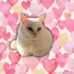 upload_2025-2-14_21-46-3.png