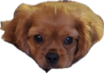 upload_2025-2-16_9-55-8.png
