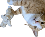 upload_2025-3-20_10-55-52.png