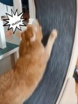 upload_2025-3-24_9-48-43.jpeg