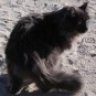 Bustercat