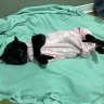 Pandasmom