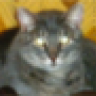 Olliecat