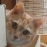 dosgatos