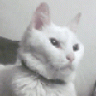 cychow