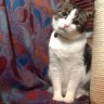 missMeows