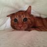 Cat Ma