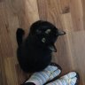Sushi The Cat