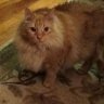 Catcrzymom