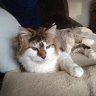 spike_kitty