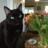 Shirleycat