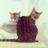 herman_and_weasel