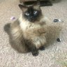 Gouda Cat