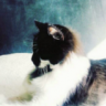 Nat & Fluffy