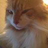 Butterscotch 2007