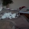 Cat mom