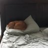 Catdaddy87