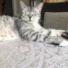 Zoeycat84