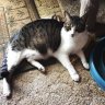 tcmeowmixtc