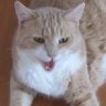 Ginger Cat