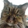 alexthecat