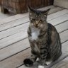 georgecat