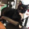 Amy and Socks