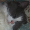SingsToCats