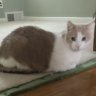 Irish Pat