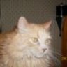 mccat2