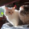 Sam&Milo(GA)&Singha