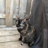 mitzy