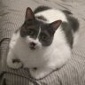 Molly the cat