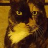 NyCatMom