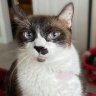 Artemisthecat