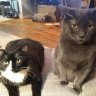 Rachel (Huey and Hershey)