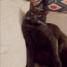 Ava-and-Milo