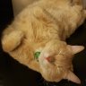 DexterMeowgan