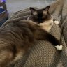 Mocha's_mom