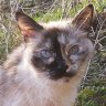 Susan for Maus (GA)