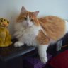 LoCarbCat