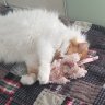 Sleepykay