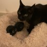 Baileycat