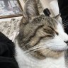 Clarycat