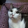 allicatmeow