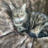 MissyCat6