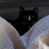 kitten68