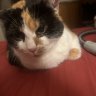 Fuzzy’s journey