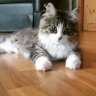 Solveig