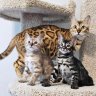 Exoticprints